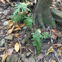 Christella ensifera