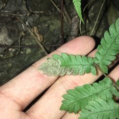 Christella ensifera