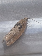 Epinotia brunnichana