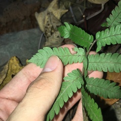 Christella ensifera