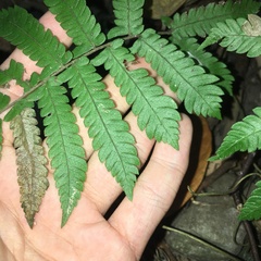 Christella ensifera