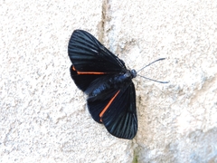 Xenandra heliodes