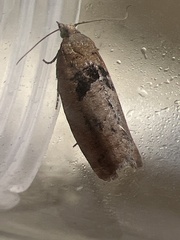 Epinotia brunnichana