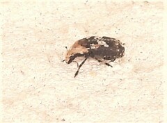 Euparius paganus
