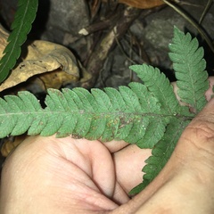 Christella ensifera
