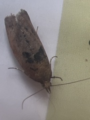 Epinotia brunnichana