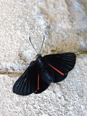 Xenandra heliodes
