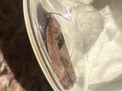 Epinotia brunnichana