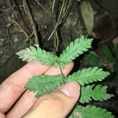 Christella ensifera