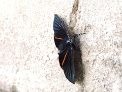 Xenandra heliodes