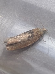 Epinotia brunnichana