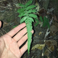 Christella ensifera