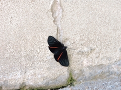 Xenandra heliodes