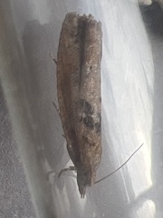 Epinotia brunnichana