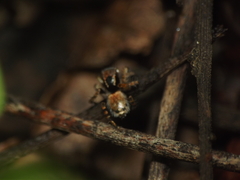 Stenaelurillus vyaghri