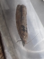 Epinotia brunnichana