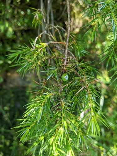 Image of Juniperus formosana by (c) Tzu-Neng Yuan, some rights reserved (CC BY)