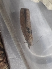 Epinotia brunnichana