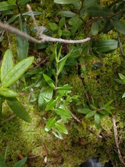 Kalmia polifolia