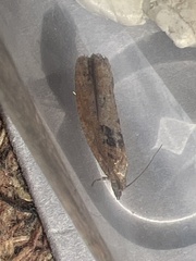 Epinotia brunnichana