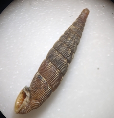 Laciniaria plicata