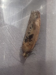 Epinotia brunnichana