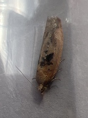 Epinotia brunnichana