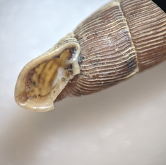 Laciniaria plicata