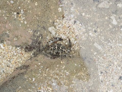Leptodius gracilis