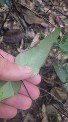 Image of Pellaea angulosa