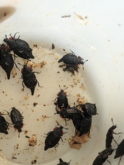 Oiceoptoma nakabayashii