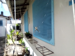 Argiope argentata