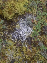 Thamnolia vermicularis