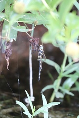 Macromia