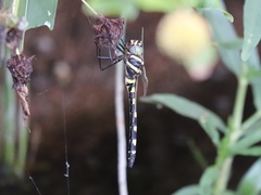 Macromia