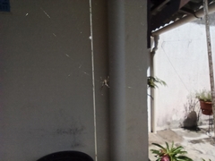 Argiope argentata