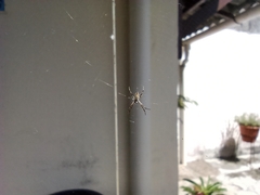 Argiope argentata