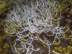 Thamnolia vermicularis