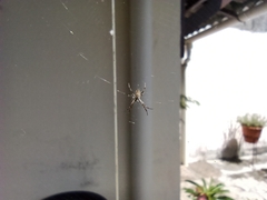 Argiope argentata
