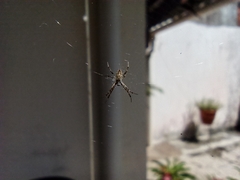Argiope argentata