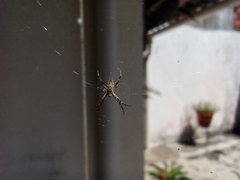 Argiope argentata