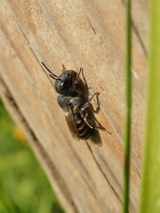 Osmia caerulescens