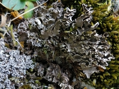 Peltigera monticola