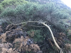 Aspalathus chenopoda