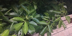 Heteropanax fragrans