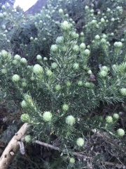 Aspalathus chenopoda