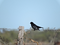 Molothrus rufoaxillaris