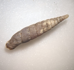 Laciniaria plicata