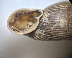 Laciniaria plicata