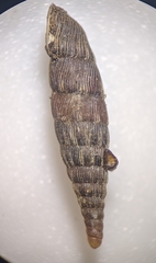 Laciniaria plicata